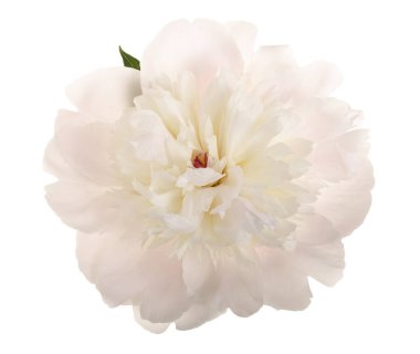 Yakın çekim Şakayık çiçeği beyaz arka plan üzerinde izole