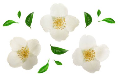 Yasemin çiçeği yeşil yaprakları üzerinde beyaz arka plan closeup izole ile dekore edilmiş