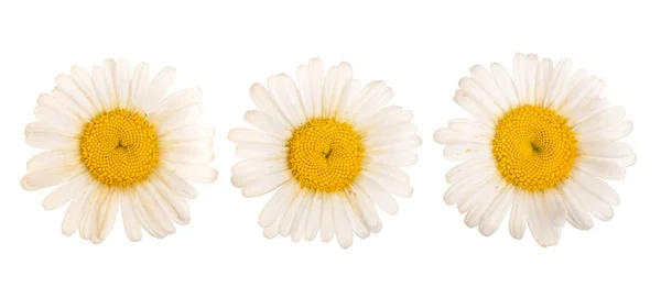 Három Kamilla vagy elszigetelt fehér background százszorszépek. Felülnézet. Lapos feküdt — Stock Fotó