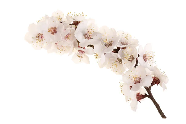Υποκατάστημα με βερίκοκο λουλούδια που απομονώνονται σε λευκό φόντο. Το Top view. Επίπεδη θέσει — Φωτογραφία Αρχείου