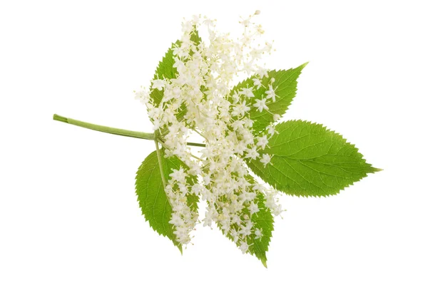 Цветки бузины выделяются на белом фоне. Лекарственное растение — стоковое фото