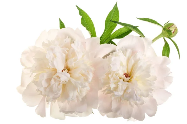 Peonia fiore isolato su sfondo bianco da vicino — Foto Stock