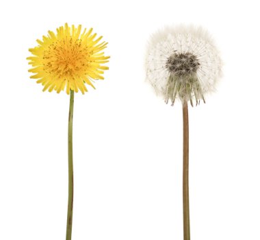 Two dandelion isolated on white background closeup clipart
