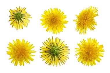 Karahindiba çiçek ya da beyaz arka plan üzerinde izole karahindiba Officinale. Üstten Görünüm. Düz yatıyordu desen