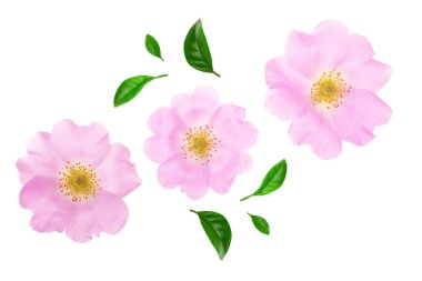 Kuşburnu çiçek yaprak beyaz arka plan üzerinde izole kapatmak