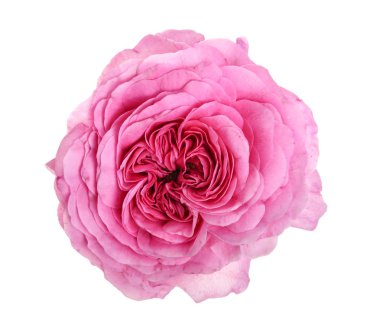 beyaz bir arka plan üzerinde izole gül çiçek açan çiçek