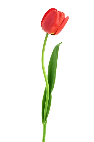 Red tulips isolated on white background. Top view. Flat lay pattern — Stock Photo, Image