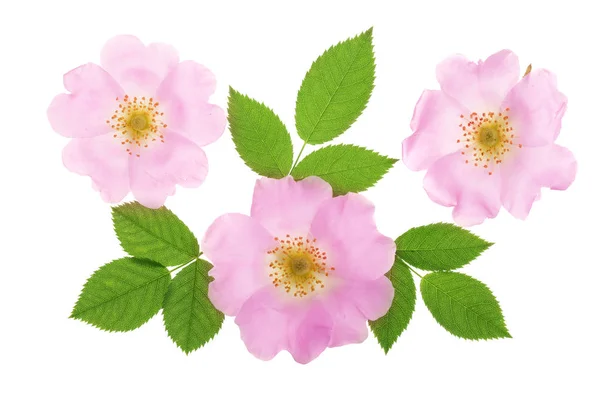 Fiore di rosa canina con foglia isolata su sfondo bianco da vicino — Foto Stock