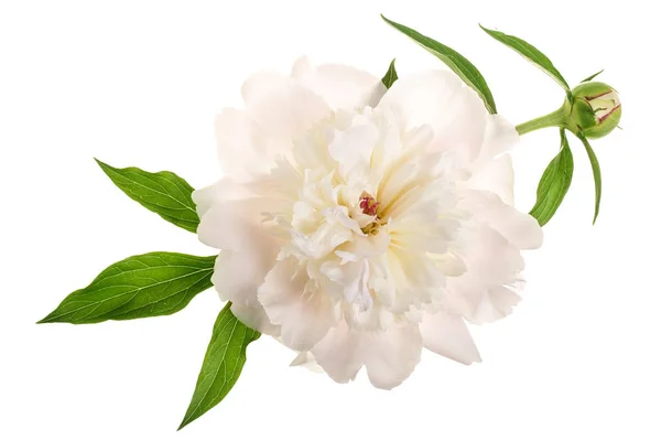 Peonia fiore isolato su sfondo bianco da vicino — Foto Stock