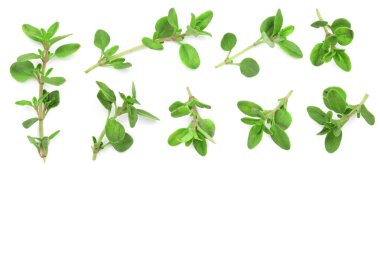 Taze kekik baharat kopya alanı metniniz için beyaz zemin üzerine izole. Üstten Görünüm. Düz yatıyordu desen