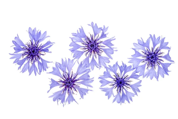 Niebieskich kwiatów na makro na białym tle — Zdjęcie stockowe