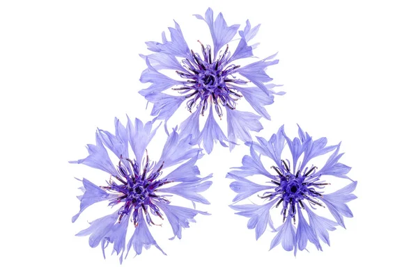Синий васильковый цветок на белом фоне — стоковое фото