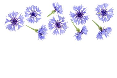 Kopya alanı metniniz için beyaz zemin üzerine izole mavi peygamber çiçeği. Üstten görünüm. Düz yatıyordu desen