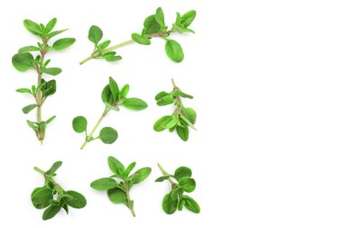 Taze kekik baharat kopya alanı metniniz için beyaz zemin üzerine izole. Üstten Görünüm. Düz yatıyordu desen