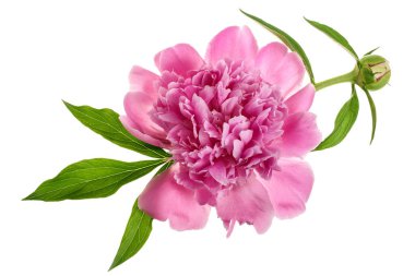 pink peony flower isolated on white background close up clipart