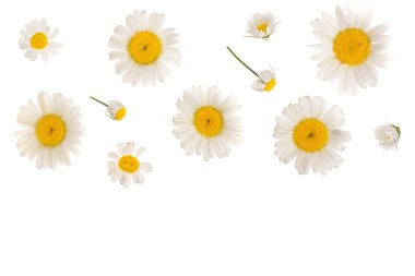 papatya veya kopya alanı metniniz için beyaz zemin üzerine izole papatya. Üstten görünüm. Düz yatıyordu