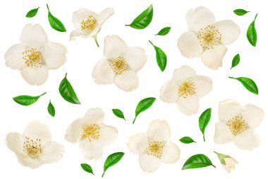 Yasemin çiçeği yeşil yaprakları üzerinde beyaz arka plan closeup izole ile dekore edilmiş