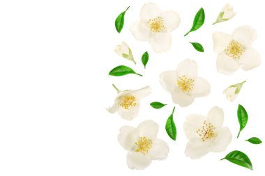 Yasemin çiçeği yeşil yaprakları üzerinde beyaz arka plan closeup metniniz için kopya alanı ile izole ile dekore edilmiş