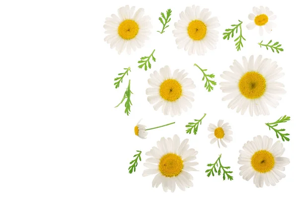 Chamomile or daisies with leaves isolated on white background with copy space for your text. Top view. Flat lay — Stock Photo, Image