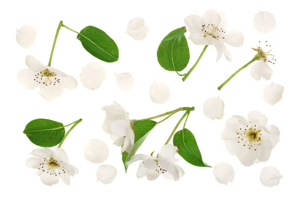 Flori de pere izolate pe fundal alb. Privire de sus. Plat lay. Set sau colecție — Fotografie, imagine de stoc