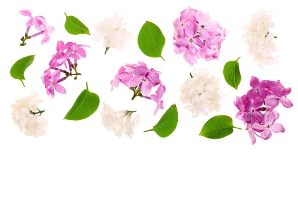 라일락 꽃, 나뭇가지와 나뭇잎 복사 공간 텍스트와 흰색 배경에 고립 플랫이 하다. 상위 뷰 — 스톡 사진
