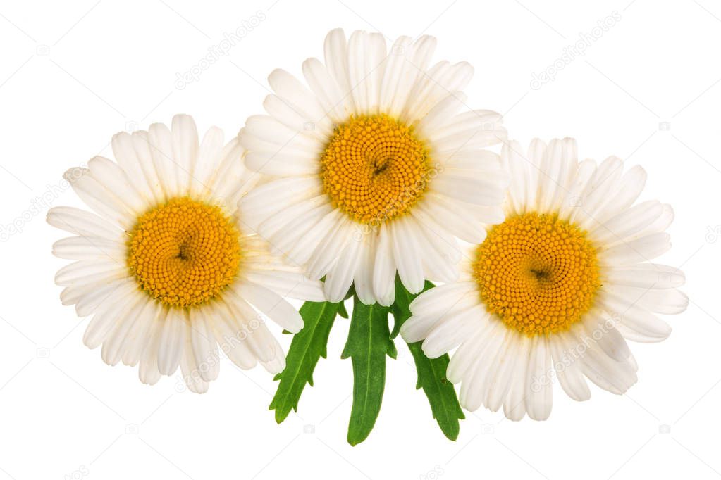 Three chamomile or daisies with leaves isolated on white background. Top view. Flat lay