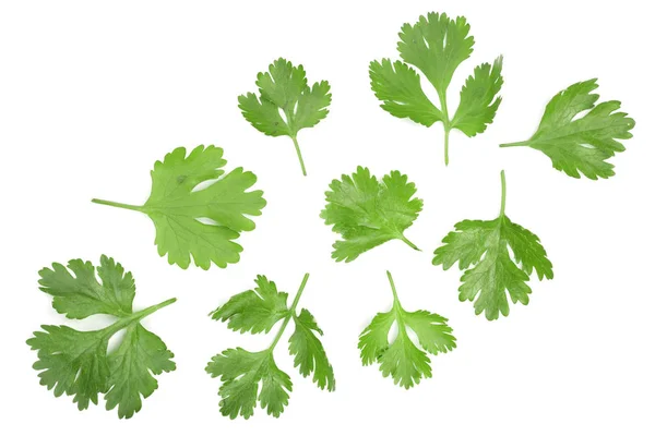 Hojas de cilantro o cilantro aisladas sobre fondo blanco. Vista superior. Patrón de colocación plana —  Fotos de Stock