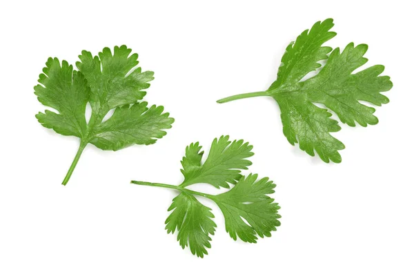 Cilantro or coriander leaves isolated on white background. Top view. Flat lay pattern — Stock Photo, Image