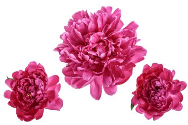 Beyaz arka planda izole edilmiş pembe şakayık çiçeği. Yakın plan.