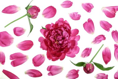 Beyaz arka plan üzerinde izole pembe şakayık çiçeği. Üstten görünüm. Düz yatıyordu desen