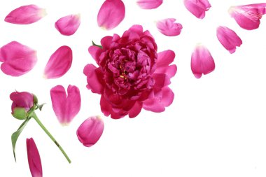 kopya alanı metniniz için beyaz zemin üzerine izole pembe şakayık çiçeği. Üstten görünüm. Düz yatıyordu desen