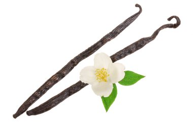 Çiçek ve yaprak beyaz arka plan üzerinde izole vanilya sopalarla. Üstten görünüm. Düz yatıyordu