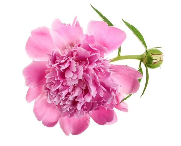 Fiore di peonia rosa isolato su sfondo bianco da vicino — Foto Stock