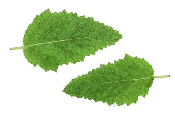 Hojas de salvia o Salvia officinalis aisladas sobre fondo blanco —  Fotos de Stock