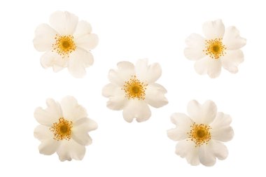 Beyaz arka plan üzerinde izole Kuşburnu çiçek yakın çekim