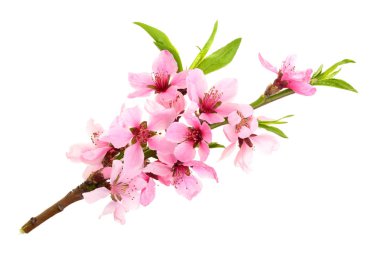 Kiraz çiçekleri, beyaz arka planda izole edilmiş sakura çiçekleri.