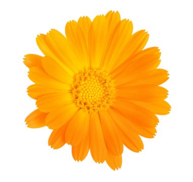 Calendula. Beyaz arka plan üzerinde izole kadife çiçeği çiçek