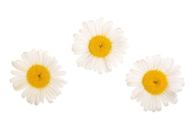 Üç papatya veya beyaz arka plan üzerinde izole papatya. Üstten görünüm. Düz yatıyordu