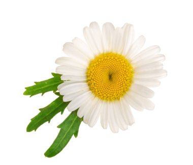 papatya veya papatya ile izole üzerinde beyaz arka plan var. Üstten görünüm. Düz yatıyordu