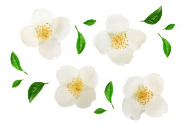 Yasemin çiçeği yeşil yaprakları üzerinde beyaz arka plan closeup izole ile dekore edilmiş