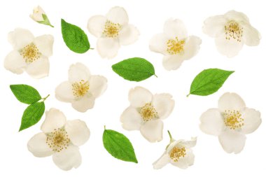 Yasemin çiçeği yeşil yaprakları üzerinde beyaz arka plan closeup izole ile dekore edilmiş