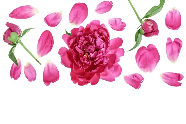 Flor de peonía rosa aislada sobre fondo blanco con espacio de copia para su texto. Vista superior. Patrón de colocación plana — Foto de Stock