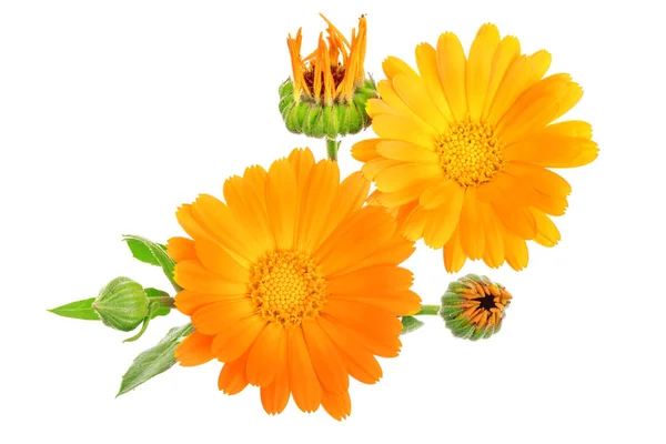 Calendula. Beyaz arka plan üzerinde izole kadife çiçeği çiçek — Stok fotoğraf