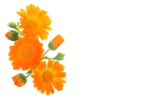 Calendula. Goudsbloem bloem geïsoleerd op een witte achtergrond met kopie ruimte voor uw tekst — Stockfoto