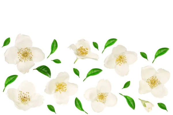 Jasminblüte dekoriert mit grünen Blättern isoliert auf weißem Hintergrund Nahaufnahme mit Kopierraum für Ihren Text — Stockfoto