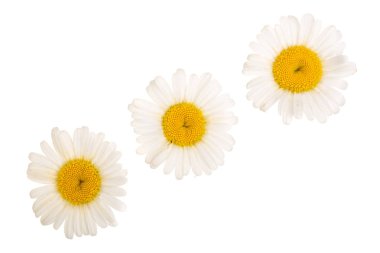 Üç papatya veya beyaz arka plan üzerinde izole papatya. Üstten görünüm. Düz yatıyordu