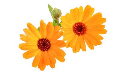 Calendula. Beyaz arka plan üzerinde izole kadife çiçeği çiçek