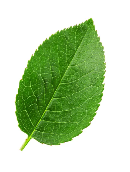 Cherry leaf isolerad på vit bakgrund makro — Stockfoto