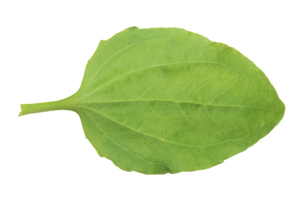 Feuilles fraîches de plantain isolées sur fond blanc — Photo