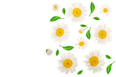 papatya veya papatya ile kopya alanı metni ile izole üzerinde beyaz arka plan bırakır. Üstten görünüm. Düz yatıyordu